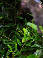 Ficus punctata – Obrázok 2