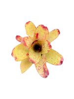 Neoregelia 'Chili Verde'