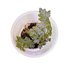 Selaginella willdenowii