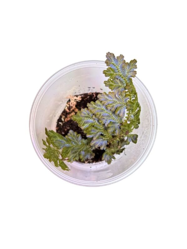 Selaginella willdenowii