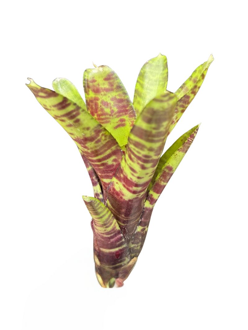 Neoregelia 'Screaming Tiger' Neoregelia 'Screaming Tiger'