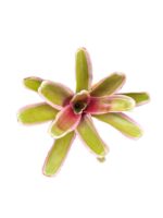 Neoregelia 'Pink' - Image 2