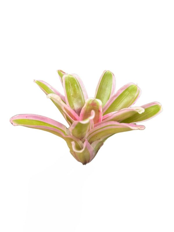 Neoregelia 'Pink'