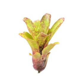 Neoregelia dahringiana