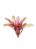 Neoregelia