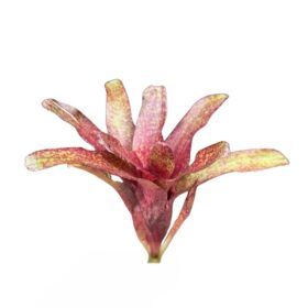 Neoregelia