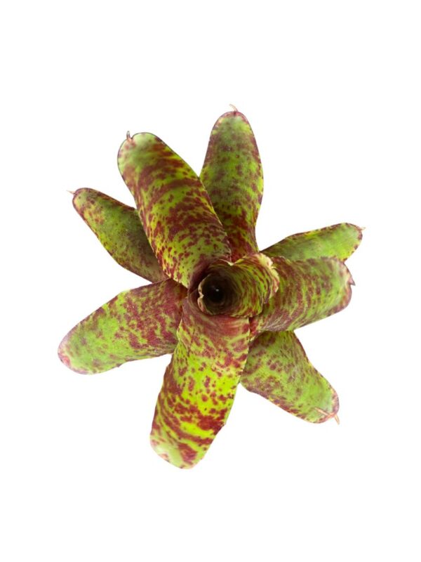 Neoregelia 'Betty Head'