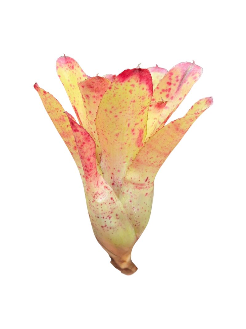 2 Neoregelia 'Chili Verde'