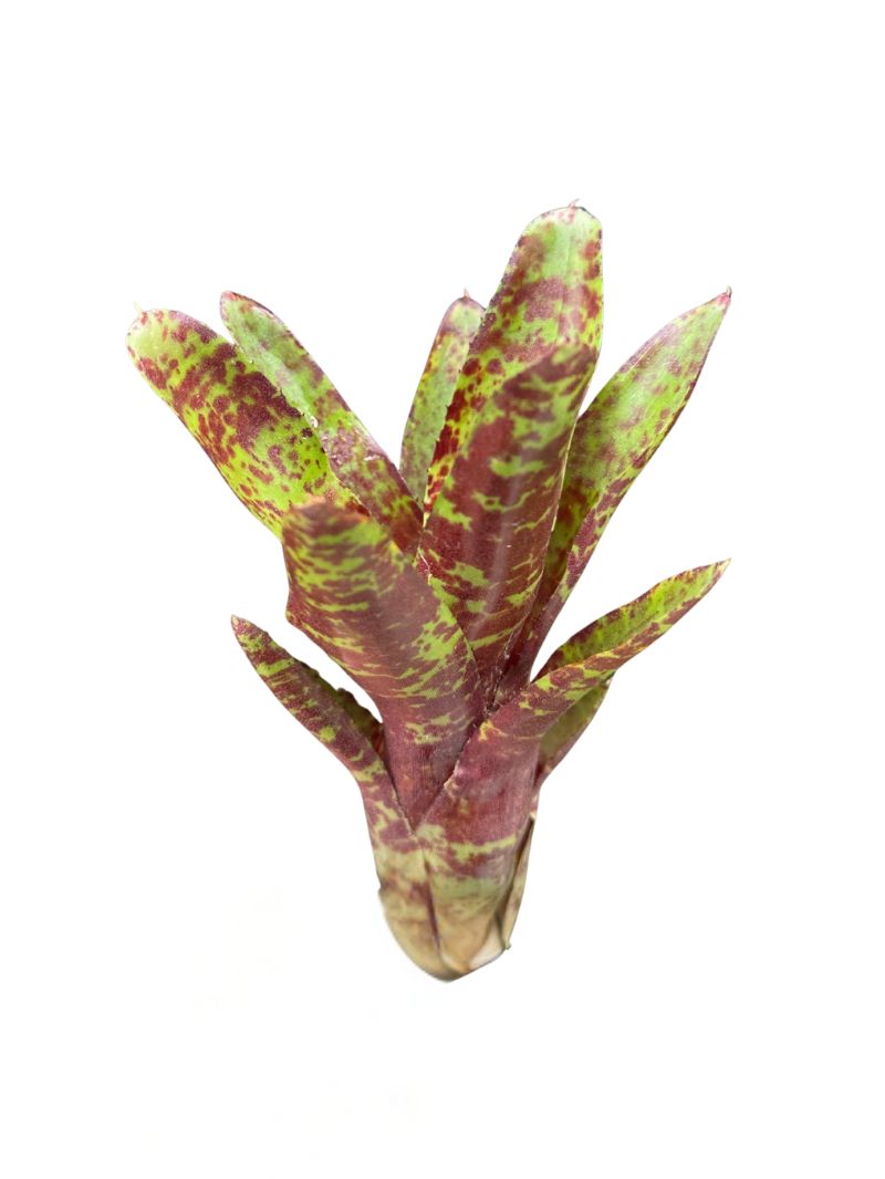 Neoregelia 'Betty Head' Neoregelia 'Betty Head'