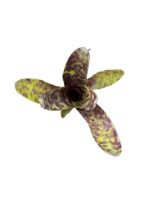 Neoregelia 'Caviar' – Bild 2