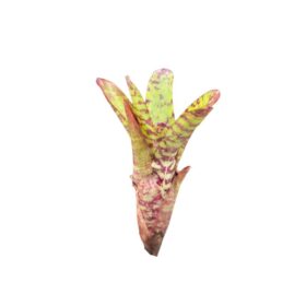 Neoregelia 'Wild Tiger'