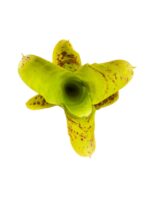 Neoregelia 'kautskyi'