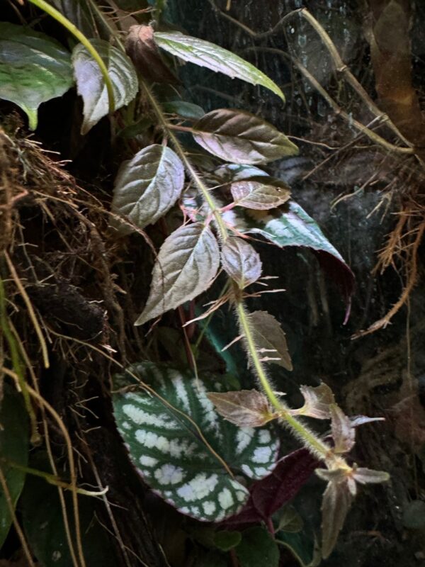 Paradrymonia campostyla