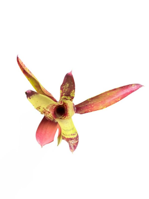 Neoregelia 'Gezpacho'