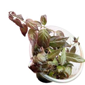 Pardrymonia campostyla