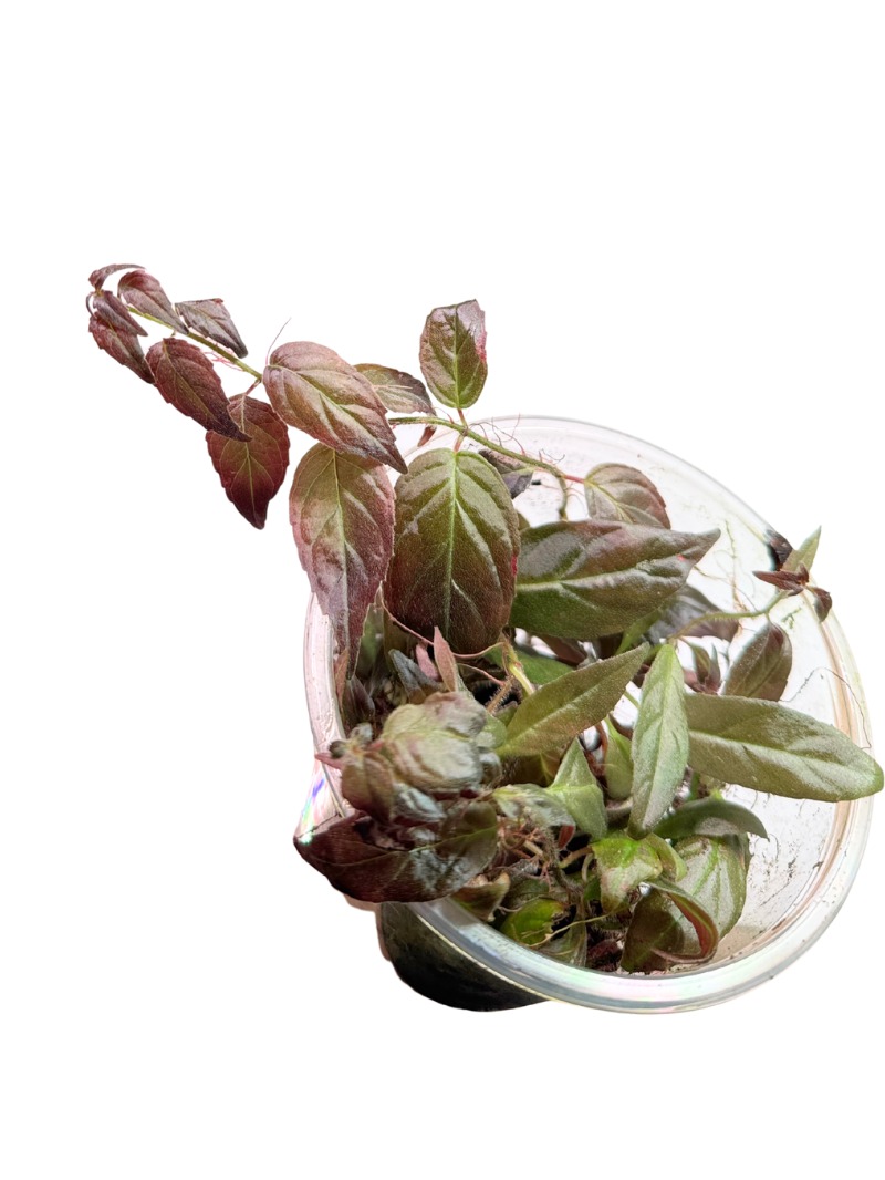 34 Pardrymonia campostyla