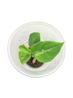 Aglaonema pictum 'Tricolor'