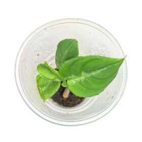 Aglaonema pictum 'Tricolor'