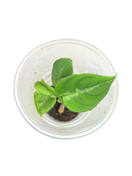 Aglaonema pictum 'Tricolor'