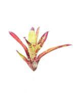 Neoregelia 'Gezpacho'