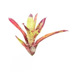 Neoregelia 'Gezpacho'