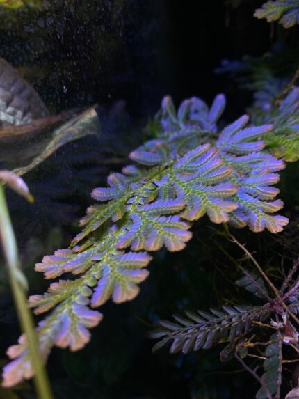 Selaginella willdenowii