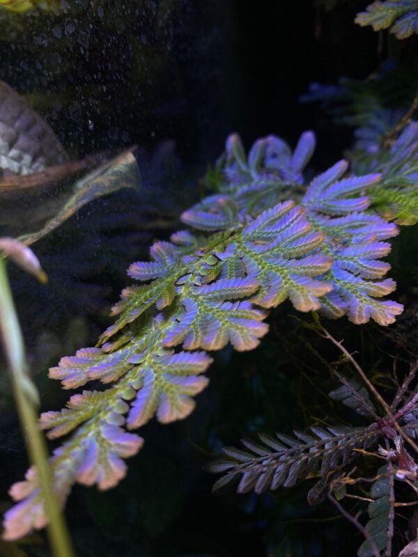 Selaginella willdenowii