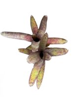 Neoregelia ampullacea purpurea