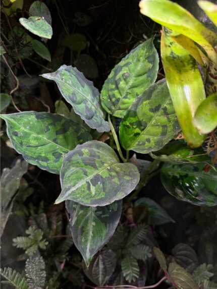 Aglaonema pictum 'Tricolor'
