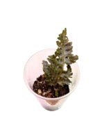Selaginella willdenowii