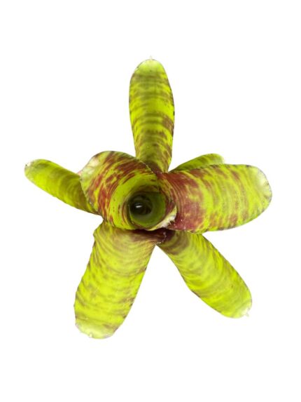 Neoregelia 'Screaming Tiger'