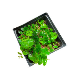 Marcgravia sp. 'mini'