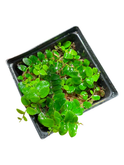 Marcgravia sp. 'mini'