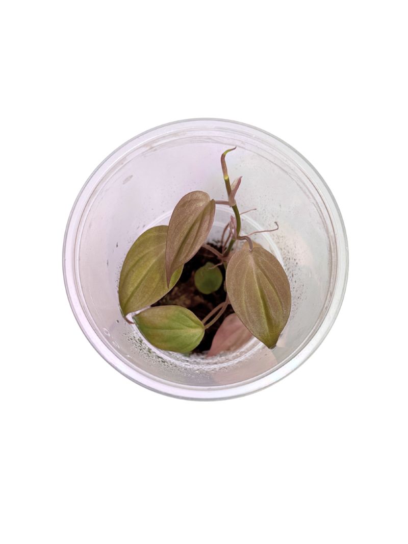 2 Philodendron hederaceum 'Micans'