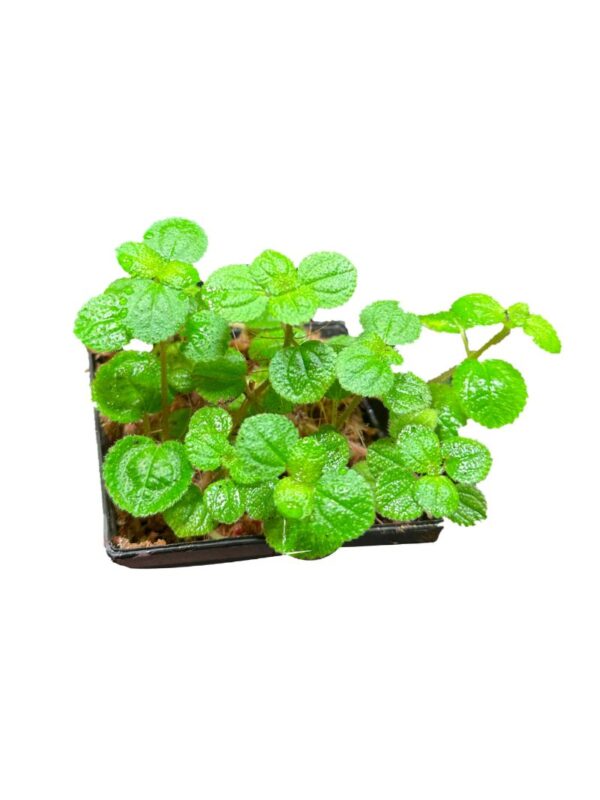 Pilea nummularifolia