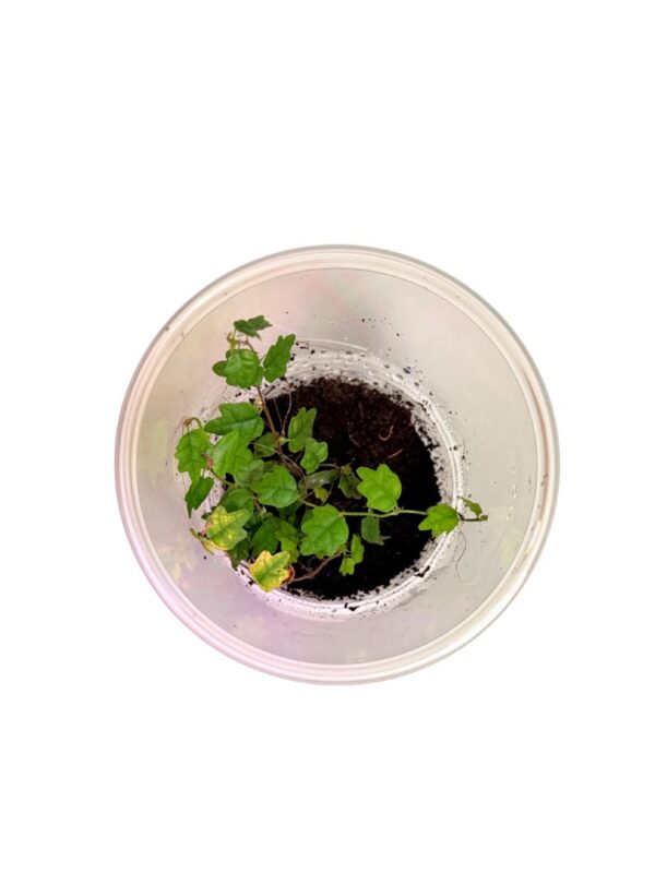 Ficus pumila 'Quercifolia'