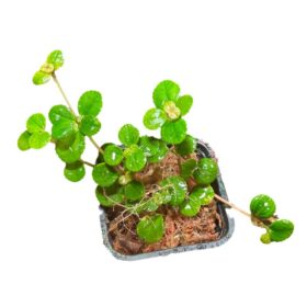 Pilea depressa