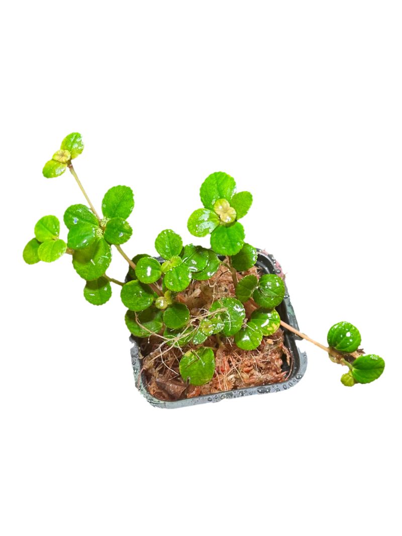 5 Pilea depressa