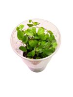 Ficus pumila - Image 3