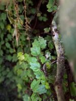 Ficus pumila 'Quercifolia' - Image 2