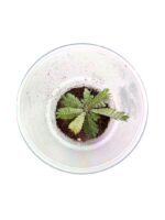 Biophytum sp. 'Ecuador'