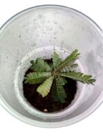 Biophytum sp. 'Ecuador'