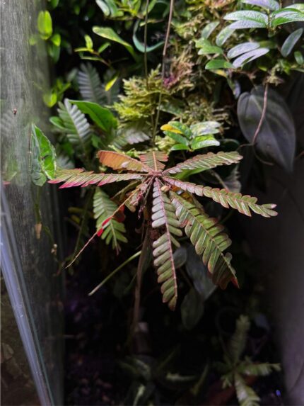 Biophytum sp. 'Ecuador'